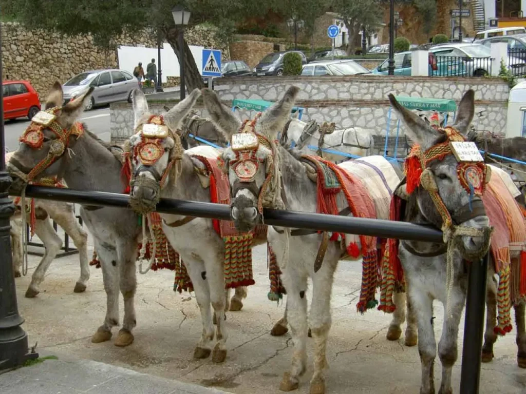 Visita Guiada a Mijas - ViajaEnMinibus.com 2 Excursión Burro Taxi